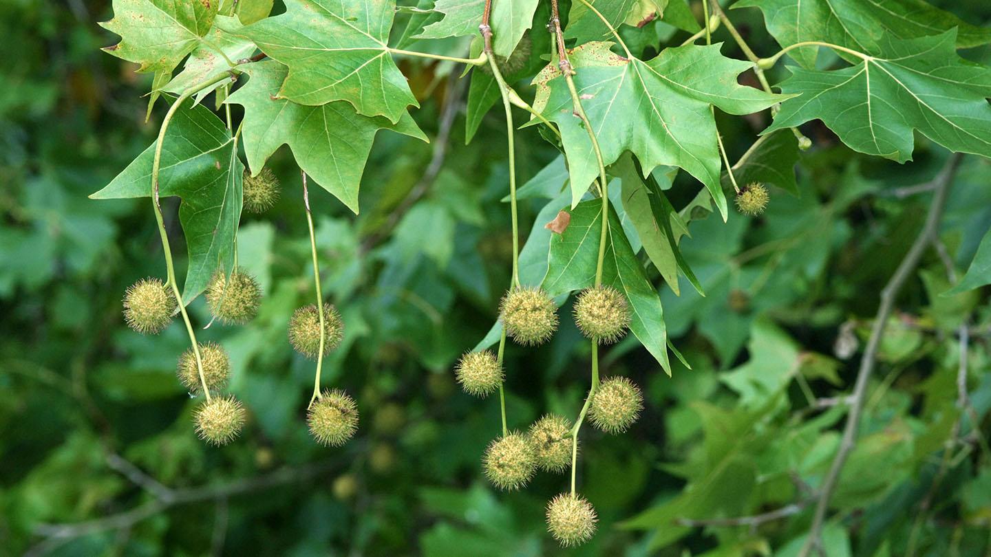 Discovering the Magnificent Beauty of London Plane Trees