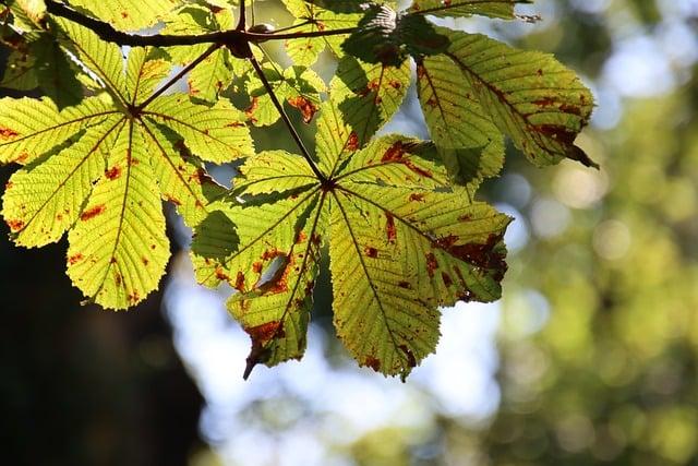 Seasonal Weather Patterns and Average Temperatures