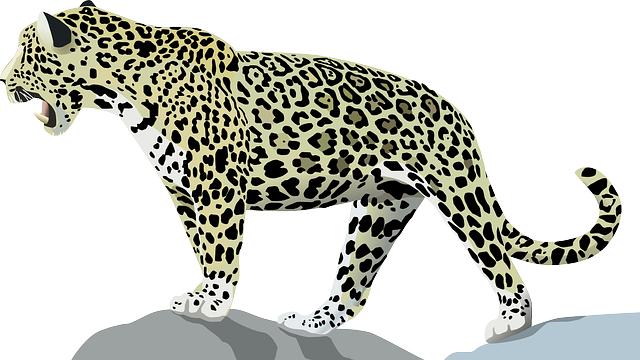 Behind the Scenes: The Life of London Jaguars in the Wild